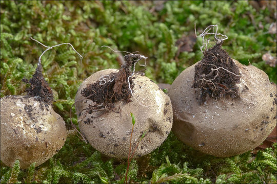 Imagem de Lycoperdon lividum Pers. 1809