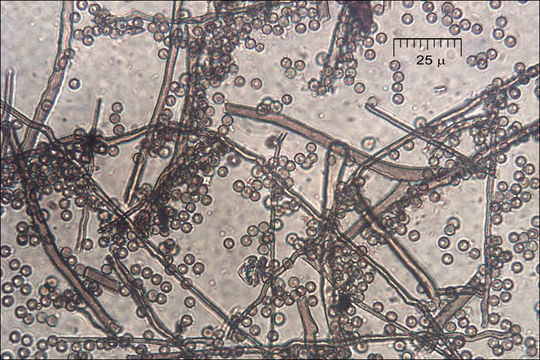 Imagem de Lycoperdon lividum Pers. 1809