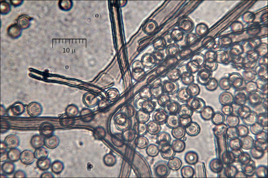 Imagem de Lycoperdon lividum Pers. 1809