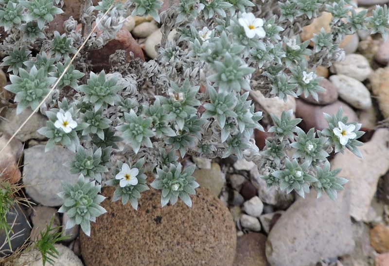 Heliotropium confertifolium Torr. ex A. Gray的圖片