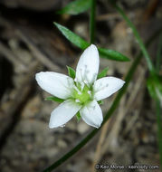 Image de Arenaria lanuginosa var. saxosa (A. Gray) Zarucchi