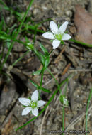 Image de Arenaria lanuginosa var. saxosa (A. Gray) Zarucchi