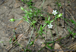 Image de Arenaria lanuginosa var. saxosa (A. Gray) Zarucchi