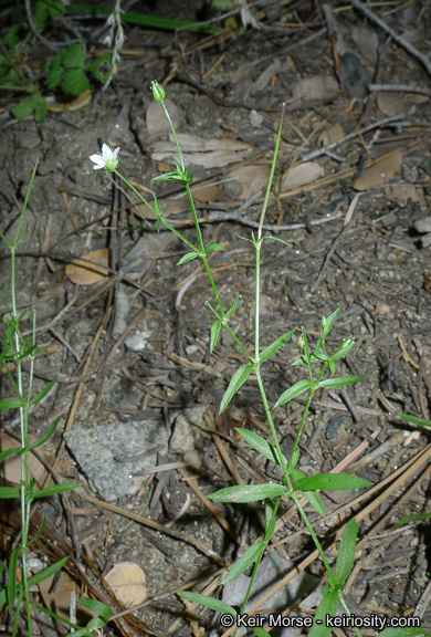 Image de Arenaria lanuginosa var. saxosa (A. Gray) Zarucchi