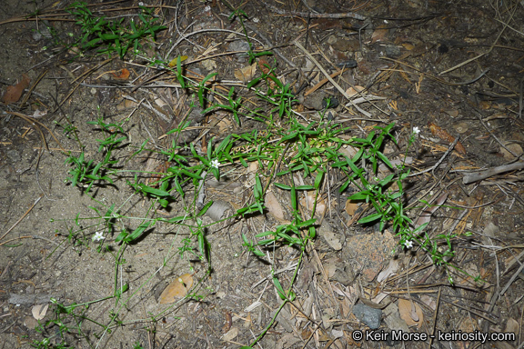 Image de Arenaria lanuginosa var. saxosa (A. Gray) Zarucchi