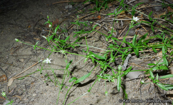 Image of spreading sandwort