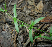 Image de Arenaria lanuginosa var. saxosa (A. Gray) Zarucchi