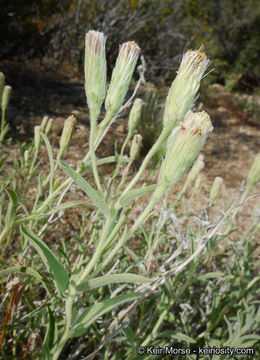 Image de Brickellia oblongifolia var. linifolia (D. C. Eat.) B. L. Rob.