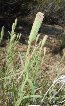 Image de Brickellia oblongifolia var. linifolia (D. C. Eat.) B. L. Rob.