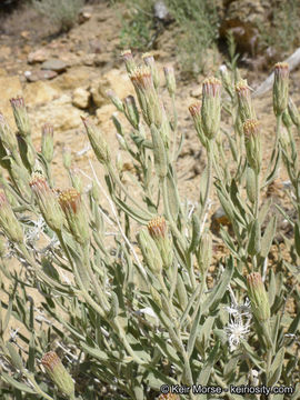 Image de Brickellia oblongifolia var. linifolia (D. C. Eat.) B. L. Rob.