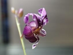 Image of Hoffman's bristly jewelflower