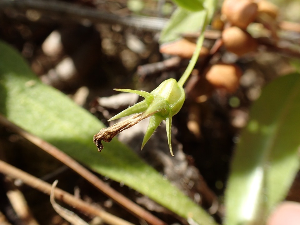 Campanula californica (Kellogg) A. Heller resmi