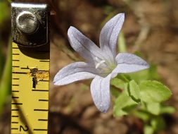 Campanula californica (Kellogg) A. Heller resmi