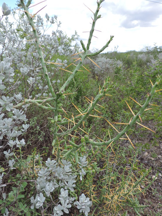 Imagem de Cylindropuntia leptocaulis (DC.) F. M. Knuth