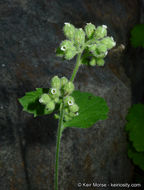 Sivun Boykinia rotundifolia Parry ex A. Gray kuva