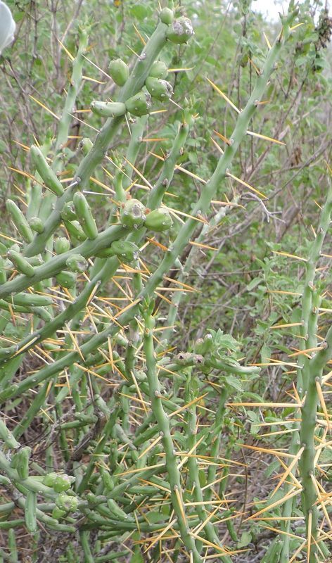 Imagem de Cylindropuntia leptocaulis (DC.) F. M. Knuth