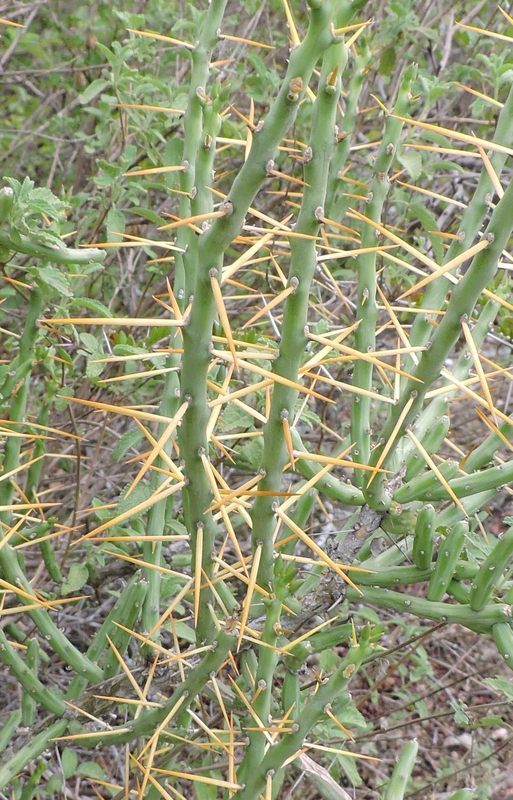 Imagem de Cylindropuntia leptocaulis (DC.) F. M. Knuth