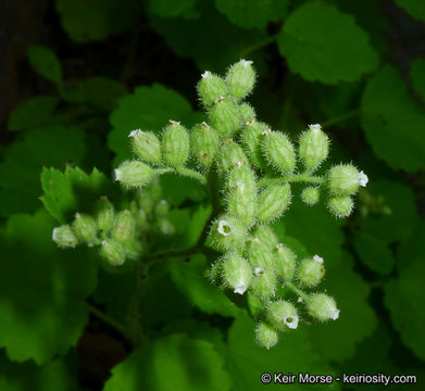 Image of roundleaf brookfoam