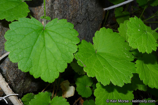 Sivun Boykinia rotundifolia Parry ex A. Gray kuva