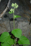 Image of roundleaf brookfoam