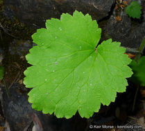 Sivun Boykinia rotundifolia Parry ex A. Gray kuva