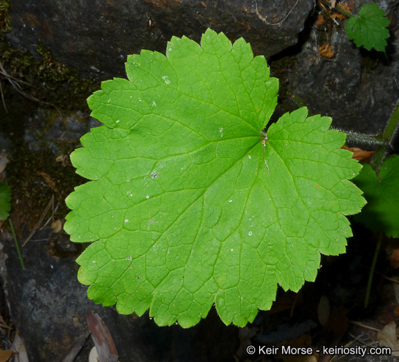 Image of roundleaf brookfoam