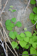 Sivun Boykinia rotundifolia Parry ex A. Gray kuva