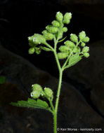 Image of roundleaf brookfoam