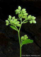 Image of roundleaf brookfoam