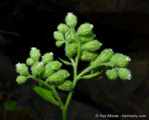 Image of roundleaf brookfoam