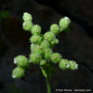 Sivun Boykinia rotundifolia Parry ex A. Gray kuva