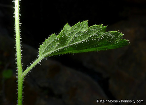 Sivun Boykinia rotundifolia Parry ex A. Gray kuva
