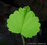 Sivun Boykinia rotundifolia Parry ex A. Gray kuva