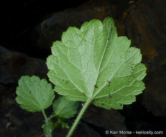 Sivun Boykinia rotundifolia Parry ex A. Gray kuva