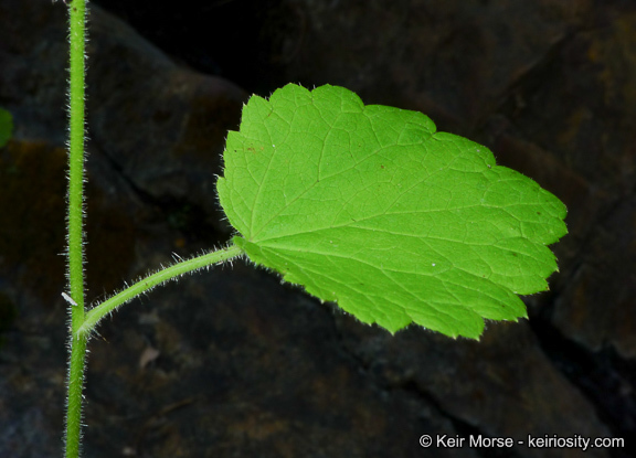 Image of roundleaf brookfoam