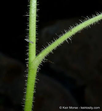 Image of roundleaf brookfoam