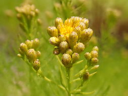 Imagem de Ericameria arborescens (A. Gray) Greene