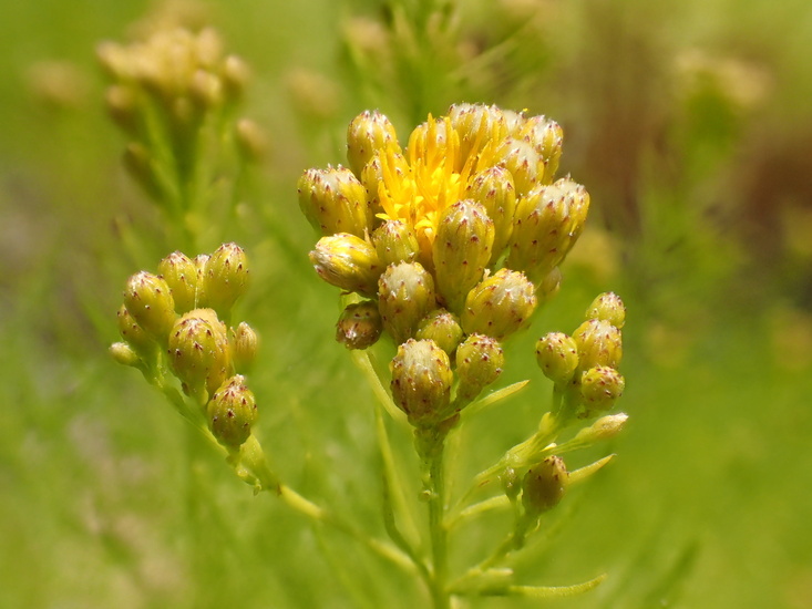 Imagem de Ericameria arborescens (A. Gray) Greene