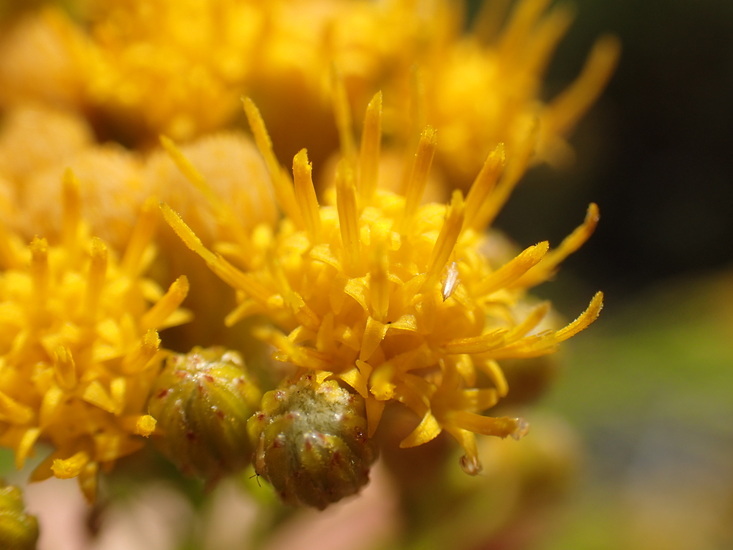 Imagem de Ericameria arborescens (A. Gray) Greene