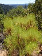 Imagem de Ericameria arborescens (A. Gray) Greene