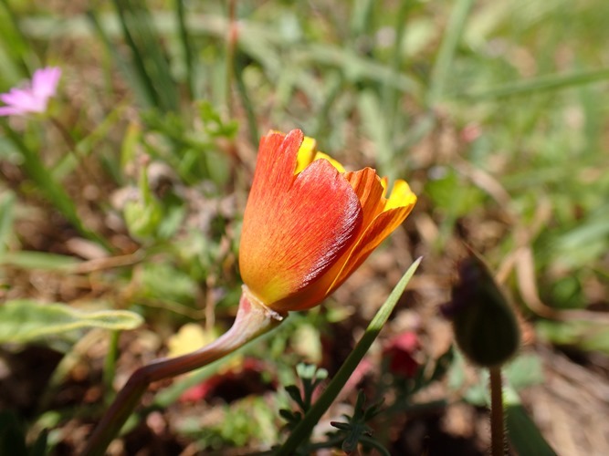 Image of California poppy