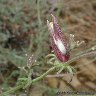 Image of Nevin's bird's-beak