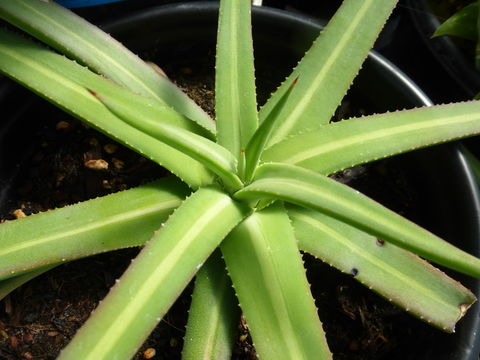 Image of Nizanda agave