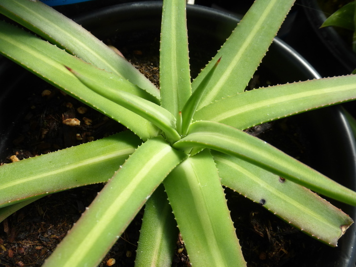 Agave nizandensis Cutak resmi