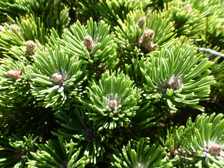 Image of Mountain Pine