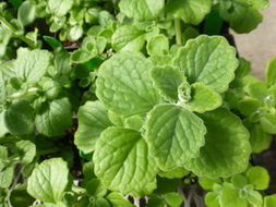 Image of Thick-leaf thyme