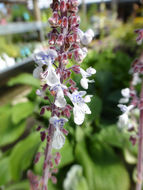 Image of Plectranthus argentatus S. T. Blake