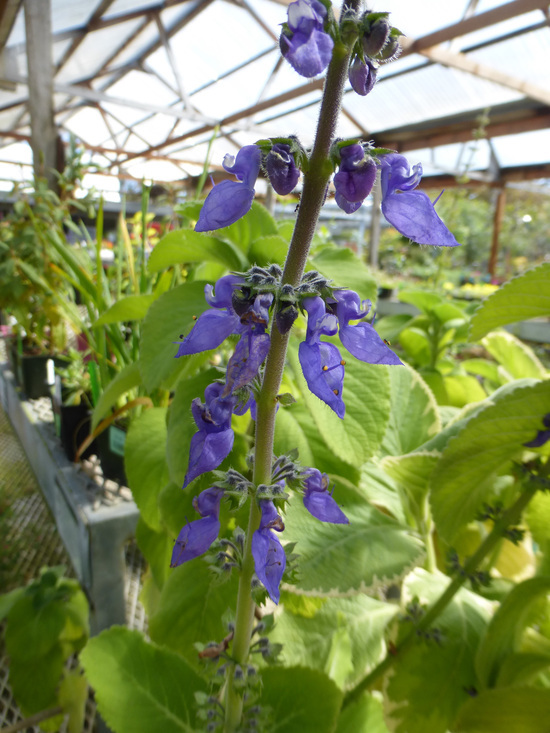 Imagem de Plectranthus barbatus Andrews