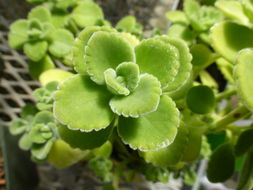 Image of Plectranthus