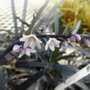 Imagem de Ophiopogon planiscapus Nakai